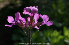 Lunaria