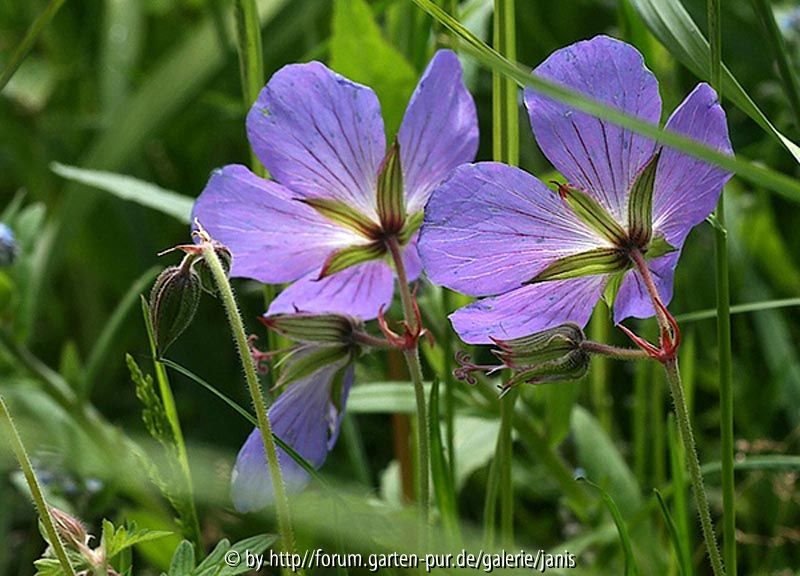 Geranium