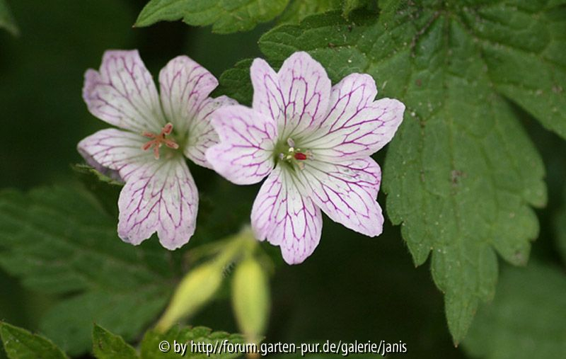 Geranium versicolor