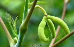 Decaisnea fargesii - Blauschotenstrauch - Frucht