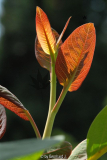 Salix magnifica - Zauberweide