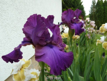 Iris Gypsy Romance