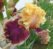 Iris Decadence