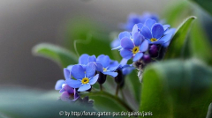 myosotis