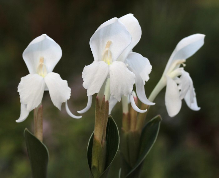 Roscoea humeana 'Snowy Owl'