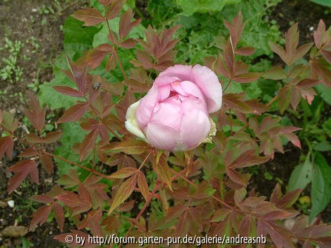 Paeonia rockii / Sämling 2