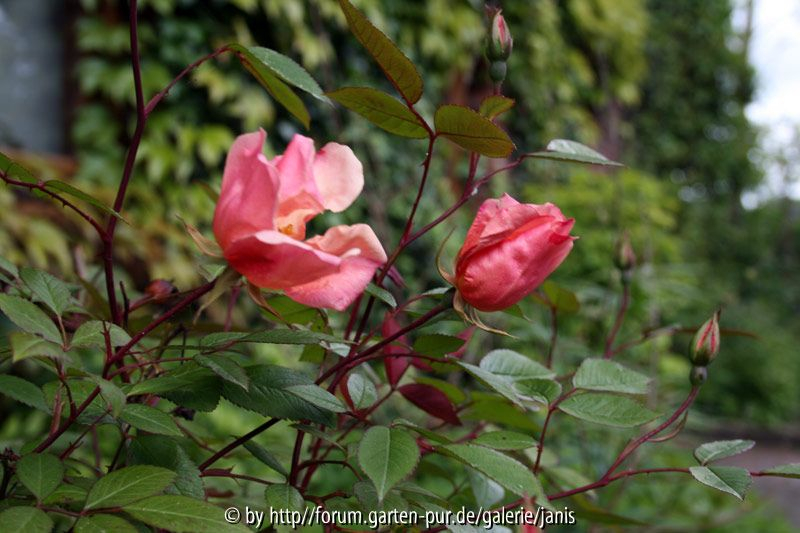 mutabilis