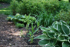 Hosta Mai