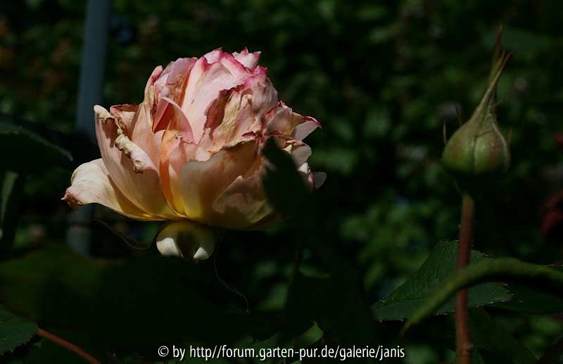 A Shropshire Lad