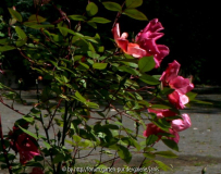 mutabilis_mai