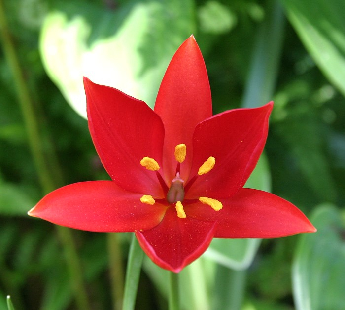 Tulipa sprengeri