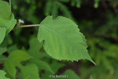 Broussonetia papyrifera - Papiermaulbeere