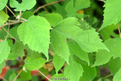 Broussonetia papyrifera - Papiermaulbeere