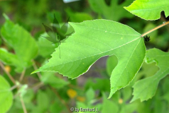 Broussonetia papyrifera - Papiermaulbeere