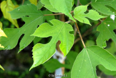 Broussonetia papyrifera - Papiermaulbeere