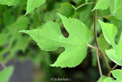 Broussonetia papyrifera - Papiermaulbeere