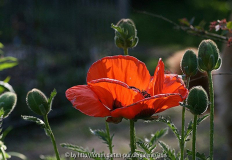 papaver orange