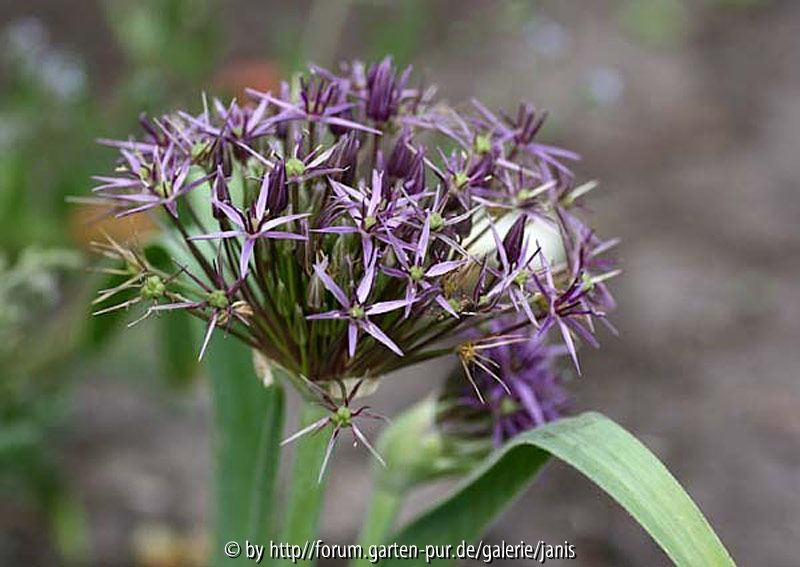 allium