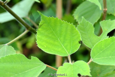 Broussonetia papyrifera - Papiermaulbeere