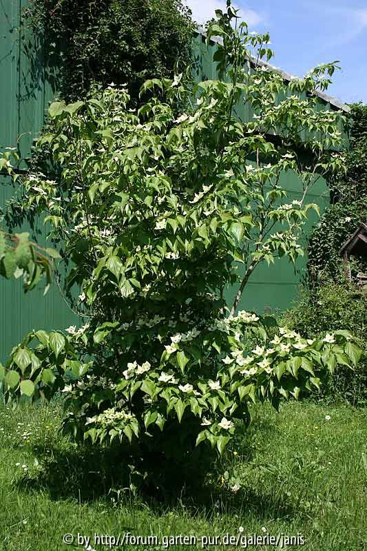 cornus wieting_mai