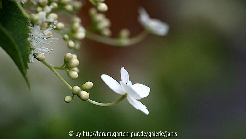 hydrangea petiolaris