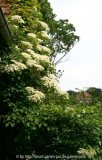 hydrangea petiolaris