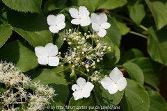 Hydrangea pet.