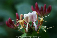 lonicera