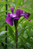 iris sibirica