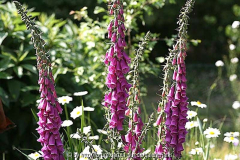 digitalis