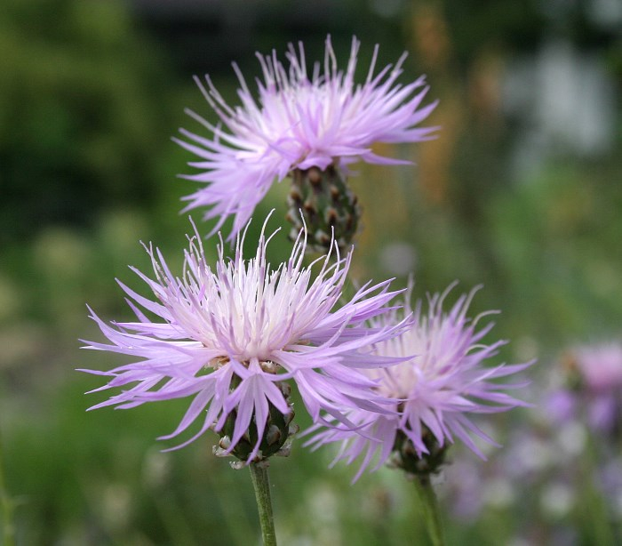 Centaurea simplicicaulis