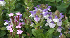 Scutellaria alpina