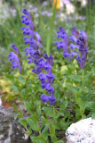 Scutellaria hypericifolia