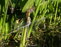 Aeshna spec. (cf. cyanea)