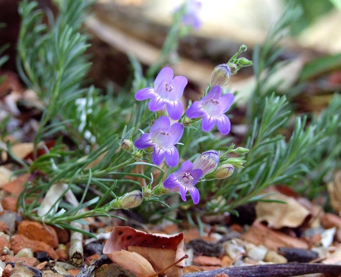 Penstemon spec.