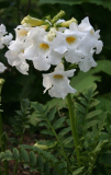 Incarvillea delavayi f. alba