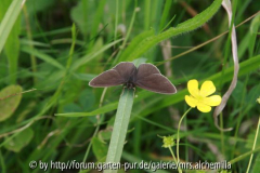 Schmetterling I