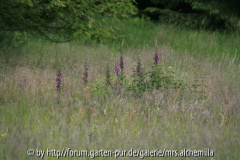 Digitalis p.