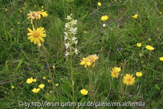 Arnika und Waldhyazinthe