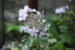 h. tricolor blüte