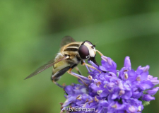 cf. Heliophilus spec.