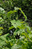 Paulownia tomentosa - Leittrieb im Jugendstadium