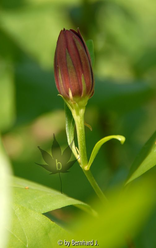 Calycanthus occidentalis - Orientalischer Gewürzstrauch