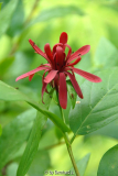 Calycanthus occidentalis - Orientalischer Gewürzstrauch