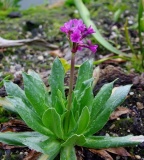 Primula deorum