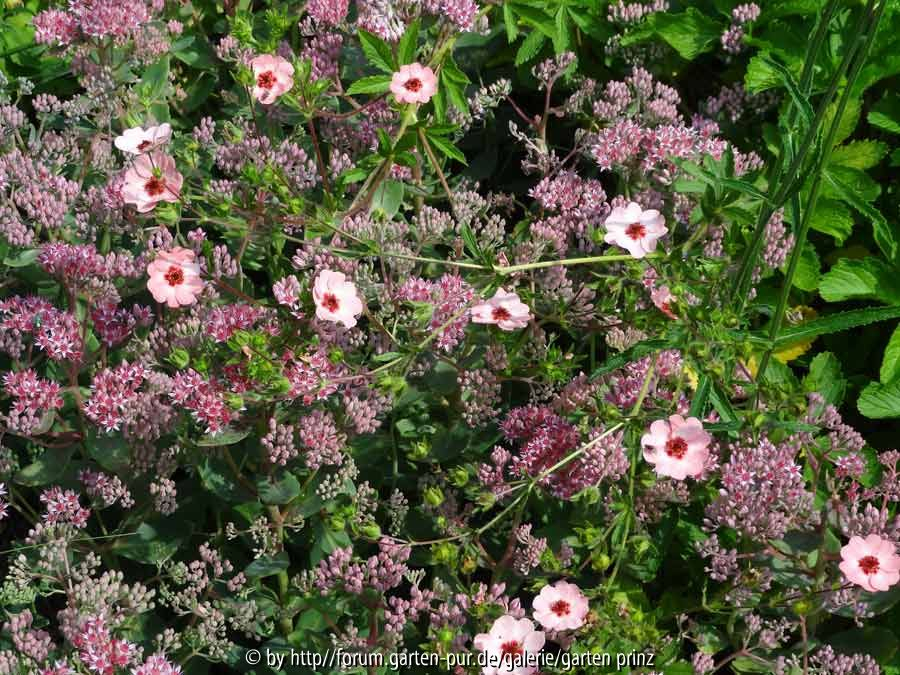 Sedum Sorte mit Potentilla hopwoodiana August 2014