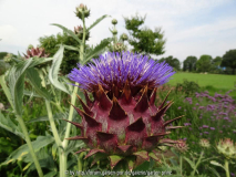 Cynara cardunculus August 2014