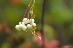 sorbus koehneana3 8/14