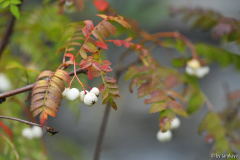 sorbus koehneana 8/14