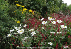 Anemone Honorine Jobert mit Persicaria und Rudbeckia Herbstsonne August 2014